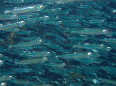 Atherinomorus vaigiensis