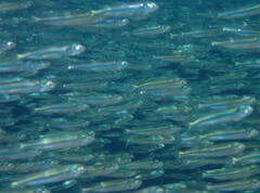 Atherinomorus vaigiensis