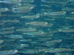 Atherinomorus vaigiensis