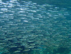 Atherinomorus vaigiensis