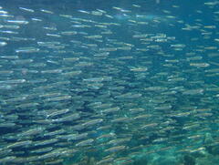 Atherinomorus vaigiensis