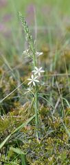 Ornithogalum narbonense