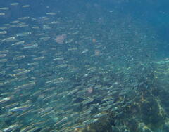 Atherinomorus vaigiensis