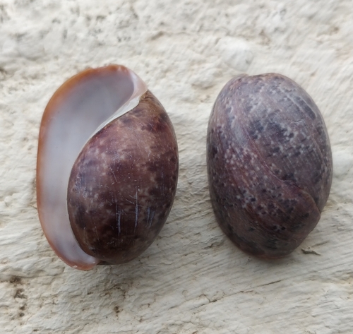 Bulla mabillei