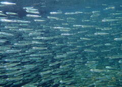 Atherinomorus vaigiensis