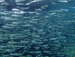 Atherinomorus vaigiensis