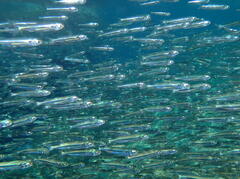 Atherinomorus vaigiensis