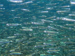 Atherinomorus vaigiensis