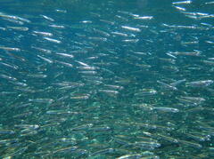 Atherinomorus vaigiensis