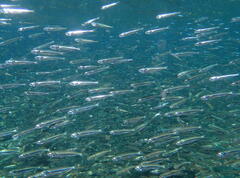 Atherinomorus vaigiensis