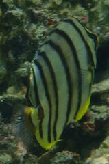 Chaetodon octofasciatus
