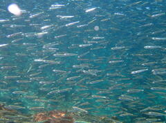 Atherinomorus vaigiensis