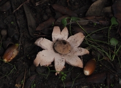 Geastrum rufescens