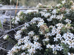 Pimelea prostrata seismica