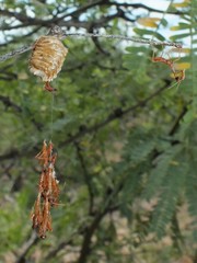 Pseudovates arizonae