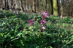 Corydalis cava