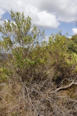 Dodonaea viscosa angustifolia