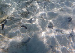 Holothuria atra