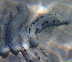 Holothuria atra