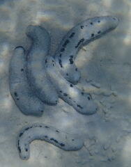 Holothuria atra
