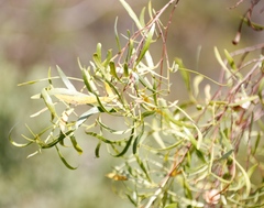 Dodonaea viscosa angustifolia