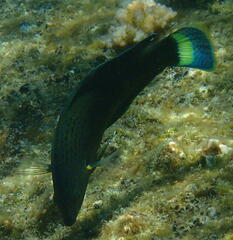 Halichoeres marginatus