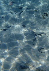 Holothuria atra