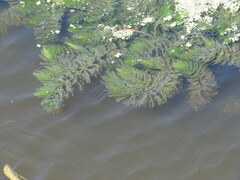 Ceratophyllum demersum