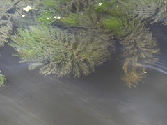 Ceratophyllum demersum