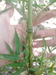Bambusoideae