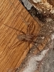 Tegenaria domestica