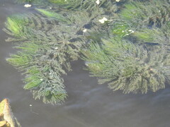 Ceratophyllum demersum