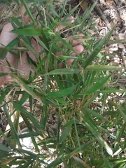 Bambusoideae