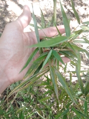 Bambusoideae