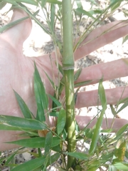 Bambusoideae