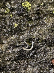 Enchytraeus