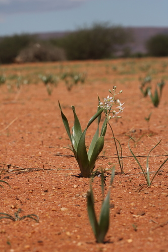 Albuca recurva image