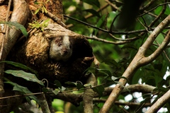 Rio Negro Brush-Tailed Rat photo 2