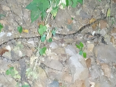 Trimorphodon biscutatus