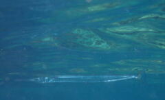 Tylosurus gavialoides