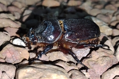 Oryctes rhinoceros