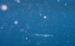 Tylosurus gavialoides