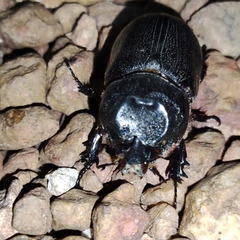 Oryctes rhinoceros