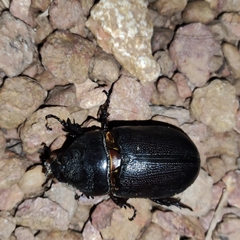 Oryctes rhinoceros