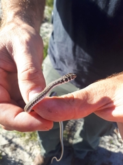 Psammophis leightoni