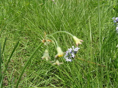 Tulbaghia ludwigiana