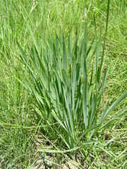 Tulbaghia ludwigiana