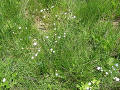 Alepidea peduncularis