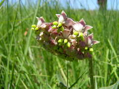 Asclepias albens