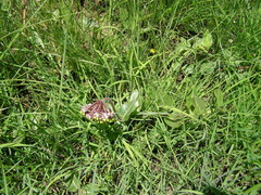 Asclepias albens